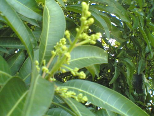 Mango - this picture was taken using my Nokia 6680 mobile phone