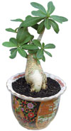 adenium with caudex like fish - adenium plant with coudex grow likes fish