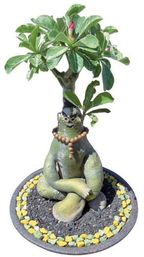 adenium with caudex like human sit - adenium plant with caudex grows likes human sitting