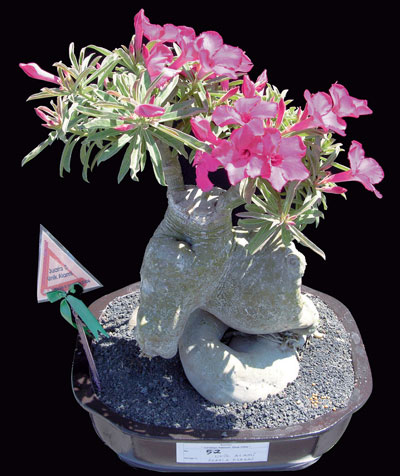 adenium with caudex likes snake - adenium plant with caudex grows like snake