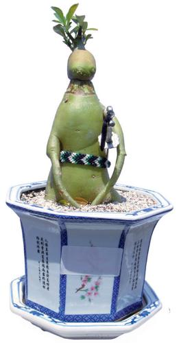 adenium with caudex likes samurai - adenium plant with caudex grows like human