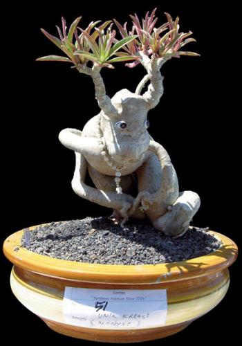 adenium with caudex likes cow with bell - adenium plant with caudex grows like cow