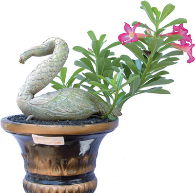adenium with caudex likes swan - adenium plant with caudex grows like swan form