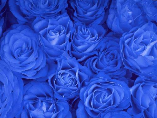 Blue rose - Something on it..... its looks very beautiful...