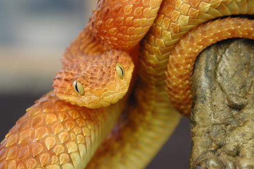 Snake - The look to the snake is terrifying...