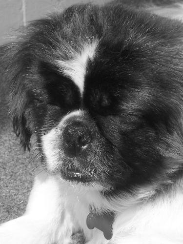 Jake - it's my doggy jake =]