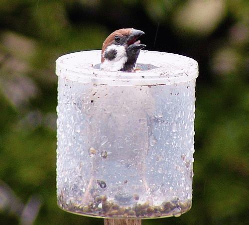 Innocent Bird - Very cute and innocent bird