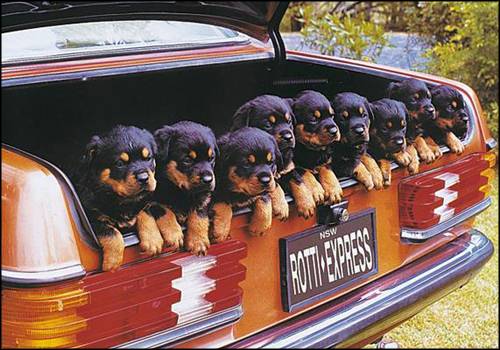 cute puppies - puppies are cute.