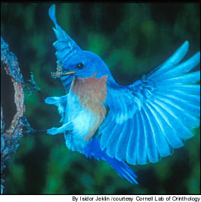 bluebird - its a blue bird