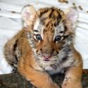 the cub - tiger