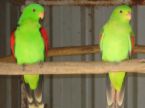 parrots - two parrots
