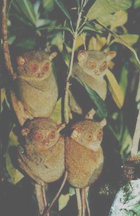 philippine tarsier - BOHOL,PHILIPPINES world smallest monkey!!