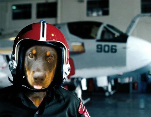 Rottweiler on Duty - Meet my Dog, Ivor