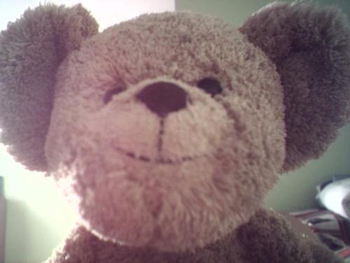 teddy! - i love my teddy