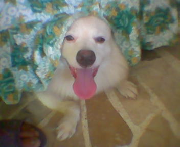 im here-ro - my pet dog hero...he loves to sleep here...