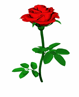 red rose for you - a red rose for a friend!!!