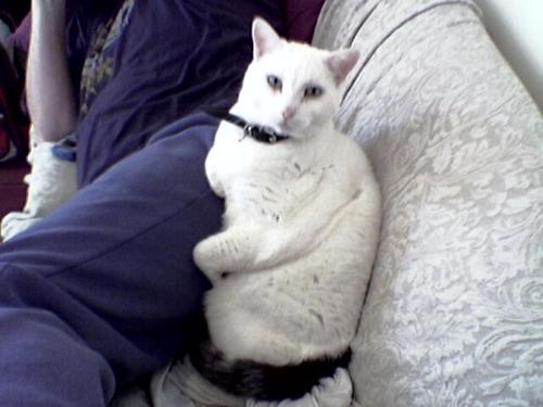 Leo my boyo - This is my male cat Leo. The resolution is not that great as I took this on my phone but it is such a typical pose for him so I thought it was a good one to put on here. I will try to find a pic of my female cat too.