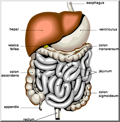 digestive system - one the most important system in our body