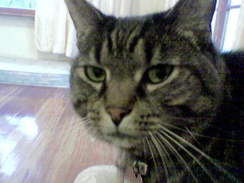 Gossie my Chika - This pic is not that great of my female cat Gossie as you can only see her face but it definatly showcases her personality with the look in her eyes. This pic was taken on my phone too so not very good resolution either.