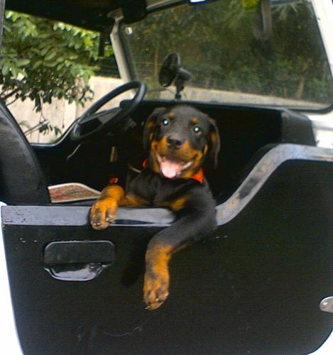 Rottweiler on training - Proxy, our new baby rot on training, "in-the-car" 