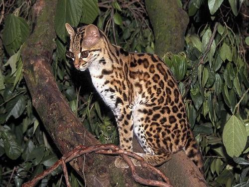 wild cat - nature has given us beautiful ..
