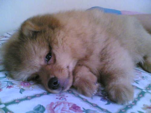 my pomeranian - my pomeranian orange