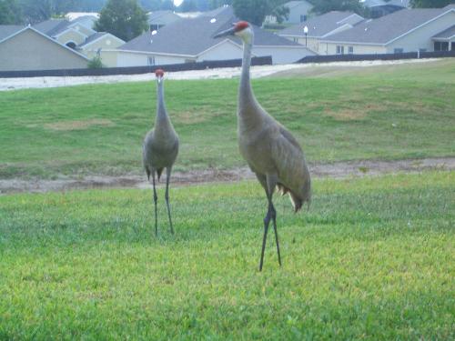 birds - Florida cranes outside my house