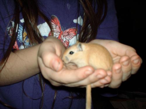 4 week old gerbil - 4 week old gerbil baby, agouti , just doesn't have the gray adult fur grown in yet.