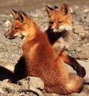 London Foxes - Foxes although nice to look at they can be a real problem!