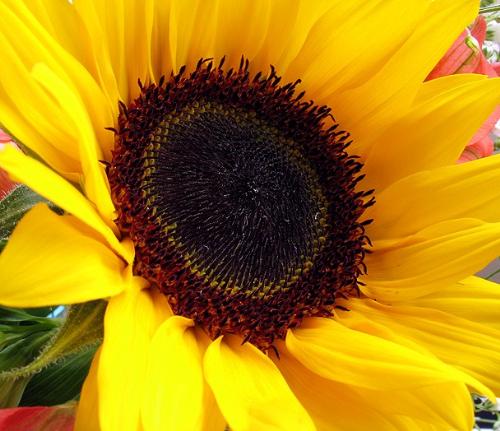 sunflower - sunflower in bloom