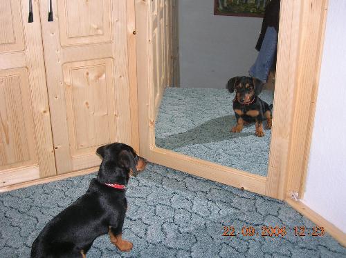 my dog - my dog