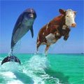 cowphin - cow and dolphin