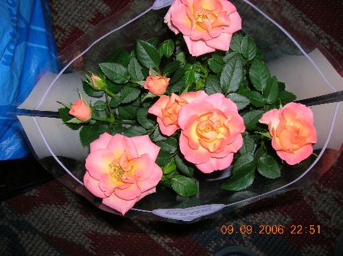 roses - roses