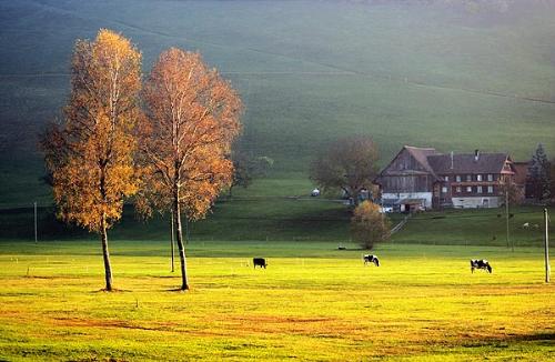 Fall - Diffrent colour of trees