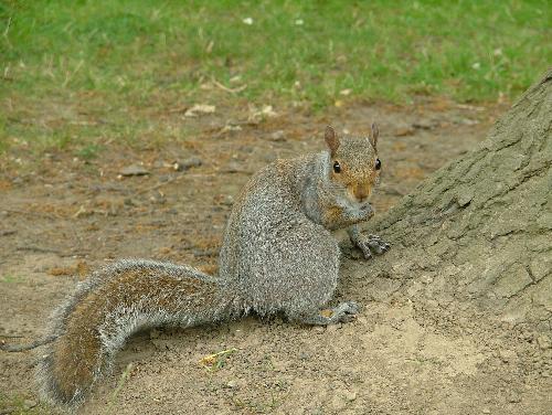 Grey Squirrel - A photo of an exceptionally tame grey squirrel from a park near me.