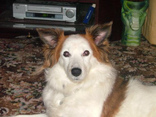 Cross Collie - A photo of my dog, she is called Patch and is a cross collie. Unfortunately we don't know what she is crossed with.