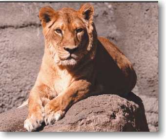 Lion - I am the king. I am the winner.