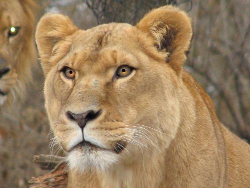 Anger - Do not mess with me, if you want to live longer. I am the killer of my enemies.