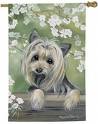Yorkie - I love yorkshire terriers Yorkie - I love yorkshire terriers