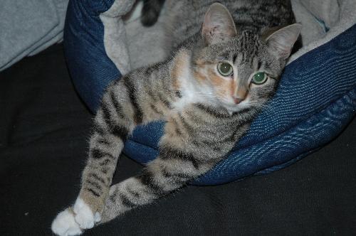 My Cat--Rain - This is Rain waking up on Christmas. She is a great cat and very loving.