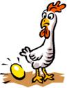 chicken laying egg - chicken