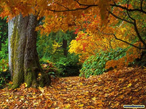 Fall 2 - This is a second picture with an effect.