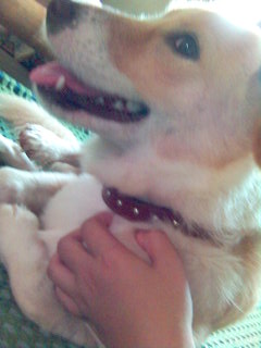 my dog, Kenneth - this is my dog, Kenneth. he's a mixed labrador and japanese spitz