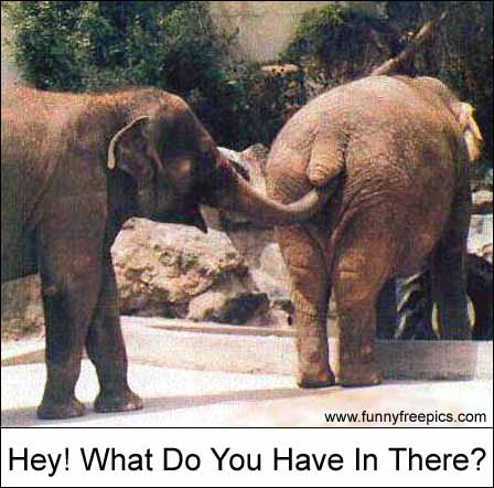 crazy elephant - I hope you laugh, its very funny, if you wan't to see more just visit www.funnyfreepics.com