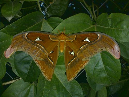 Butterfly - The biggest butterfly I've ever seen in our garden in Philippines, was seen last Nov. 2 - All Souls Day 2006.  Gorgeous! and its not a camera trick! it is really huge butterfly about 12 inches wide.