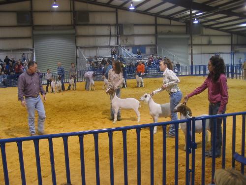 1st place - My daughter showing her goat,can you tell which one is the winner?