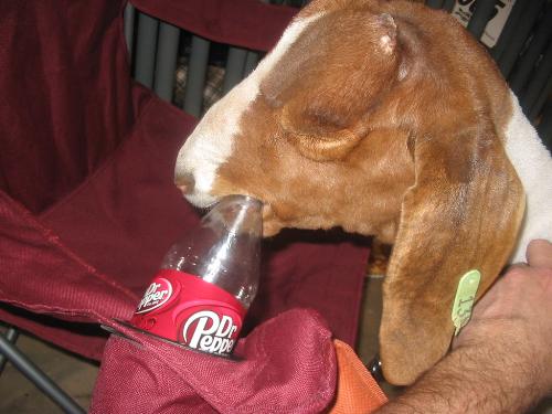 thirsty? - Even goats enjoy a soda every once in a while!