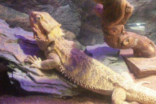 My bearded dragon Piston - he is almost one