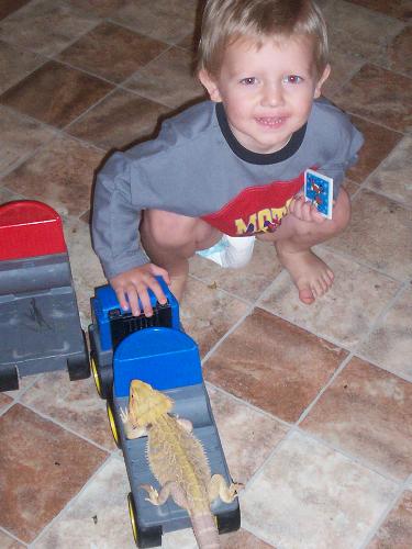 phenix and piston(lizard) - phenix loves to drive piston around