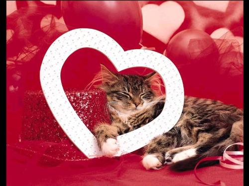 Love - cat's love